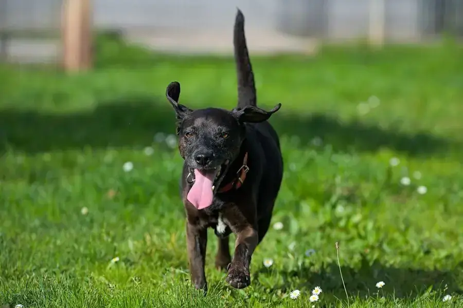 Strolchi - Deutscher Pinscher - Bild 2