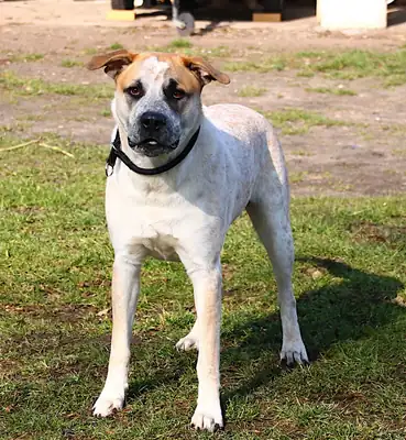Fritz – Deutscher Boxer, English Pointer – Bild 8