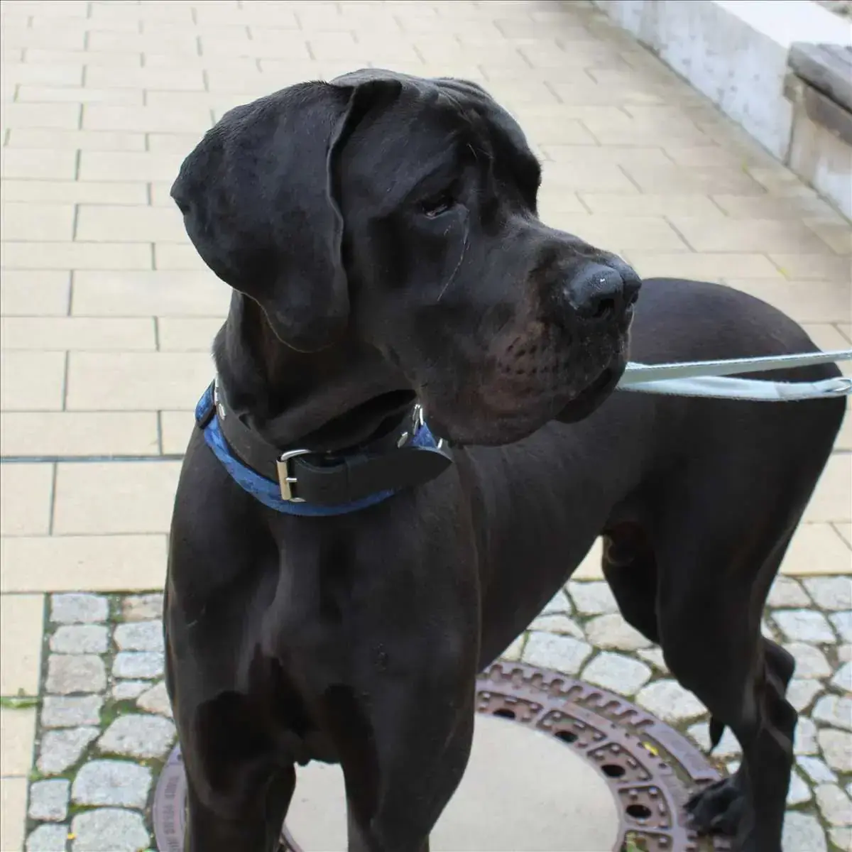 PHANTOM -  - Bild 3