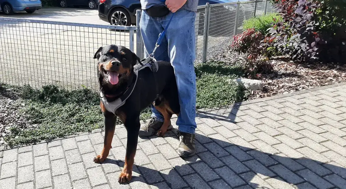 Amigo - Rottweiler - Bild 15
