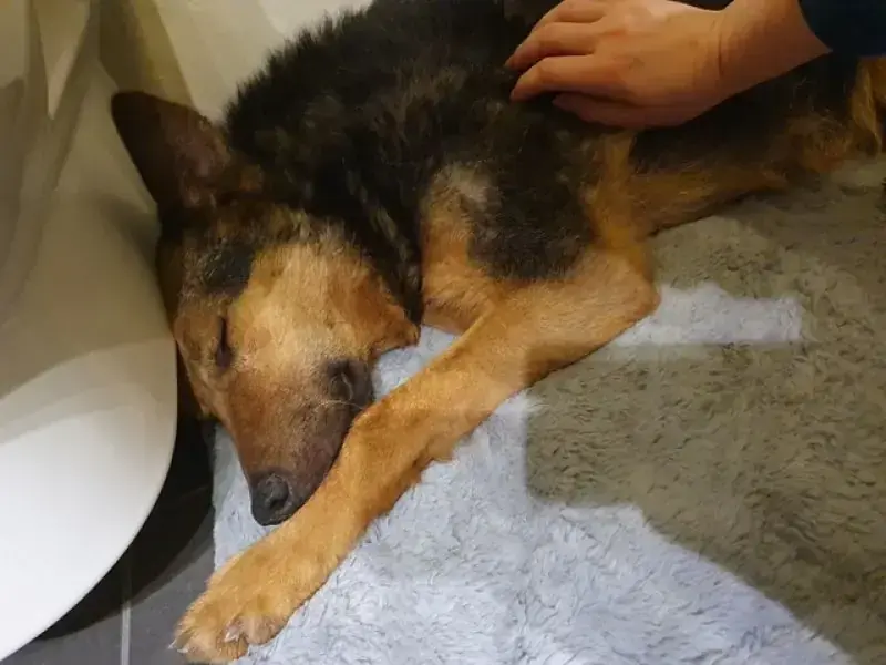 Lando -  - Bild 15