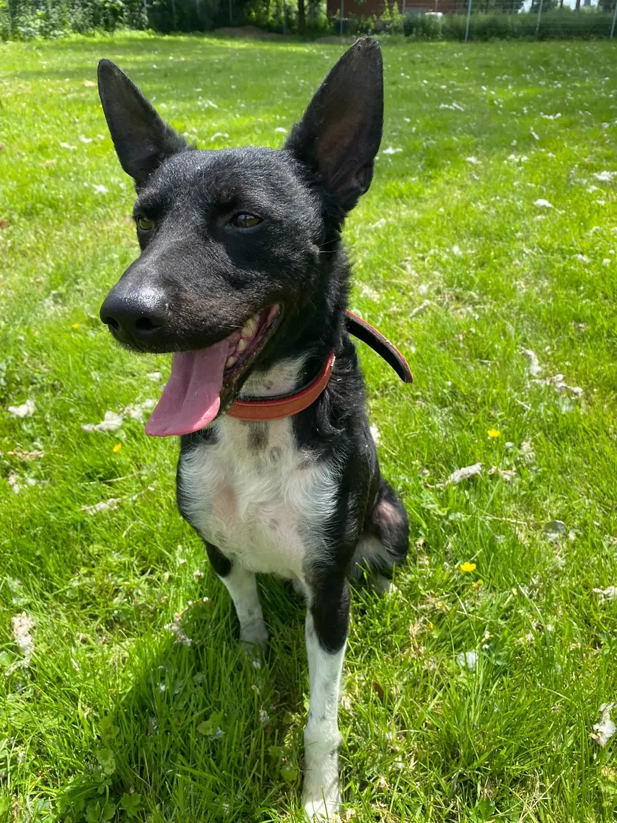 Freddy -  - Bild 4