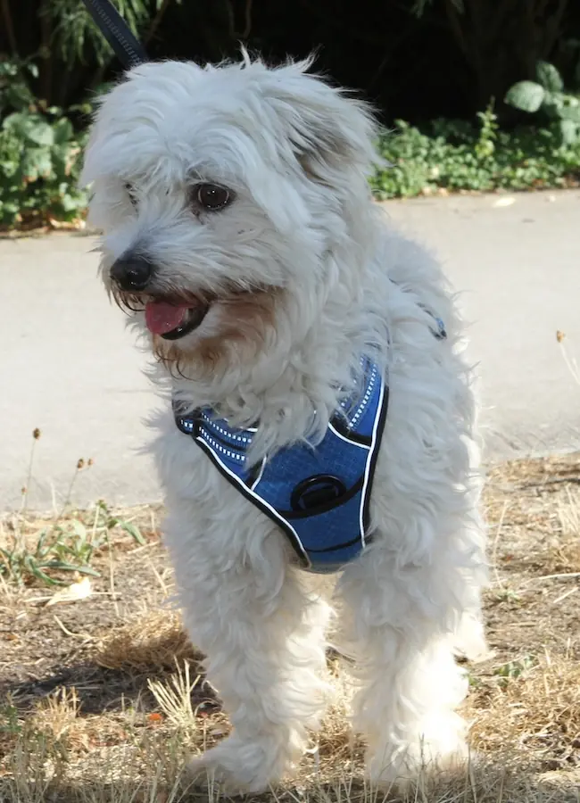 Billy - Bologneser - Bild 4