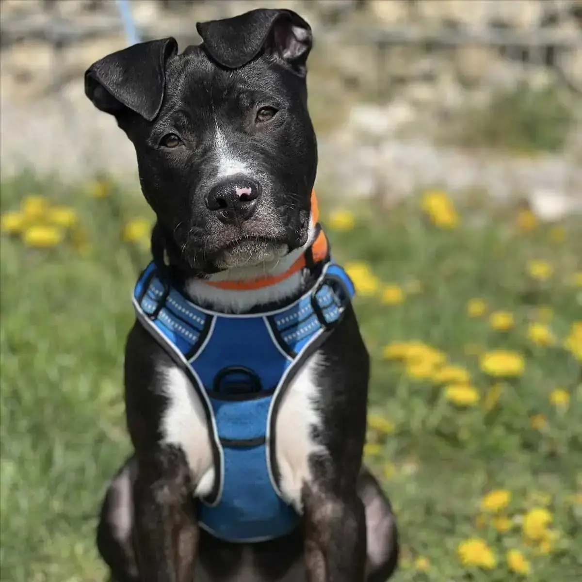 MONACO - American Staffordshire Terrier - Bild 3