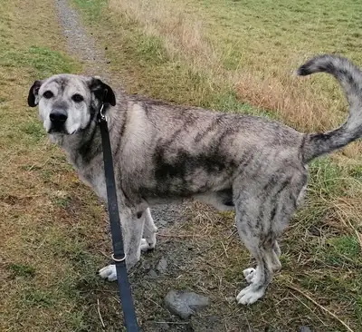Lucky – Hund – Bild 2