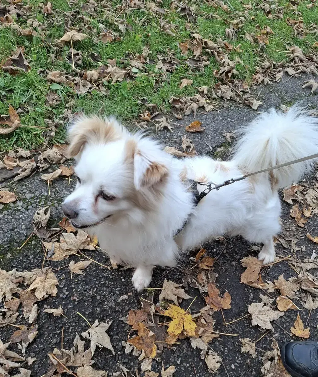 Simba -  - Bild 6