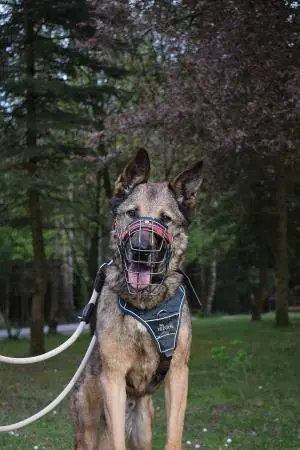 Mexx - Deutscher Schäferhund - Bild 4