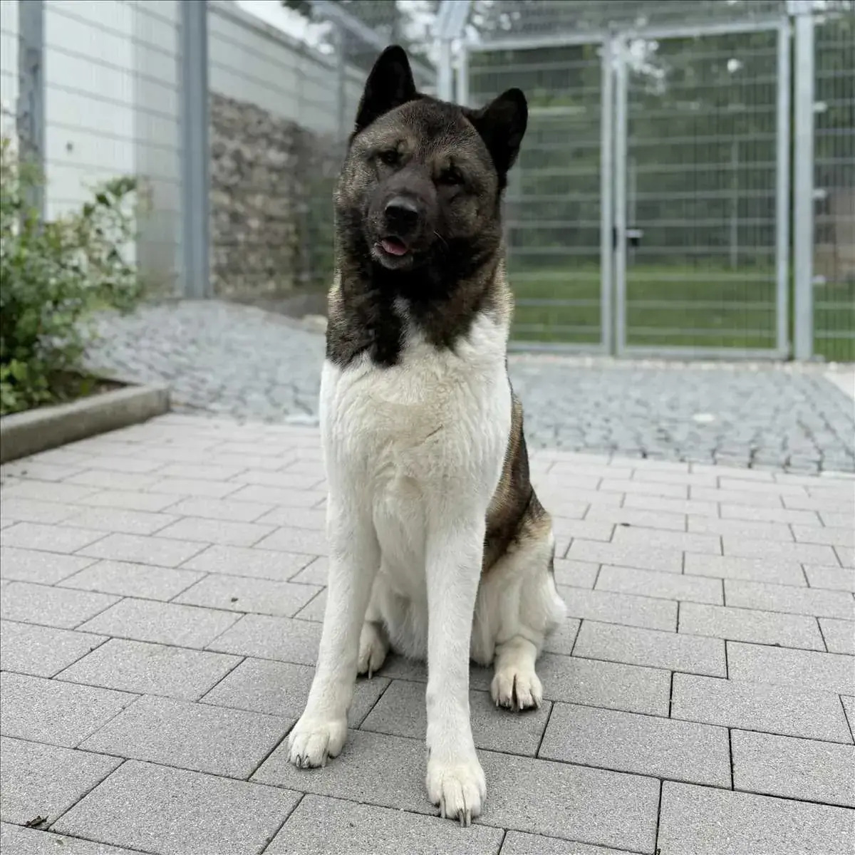 Akita SKY