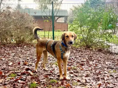 Defne – Hund – Bild 10