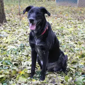 Neo - Labrador Retriever - Bild 4