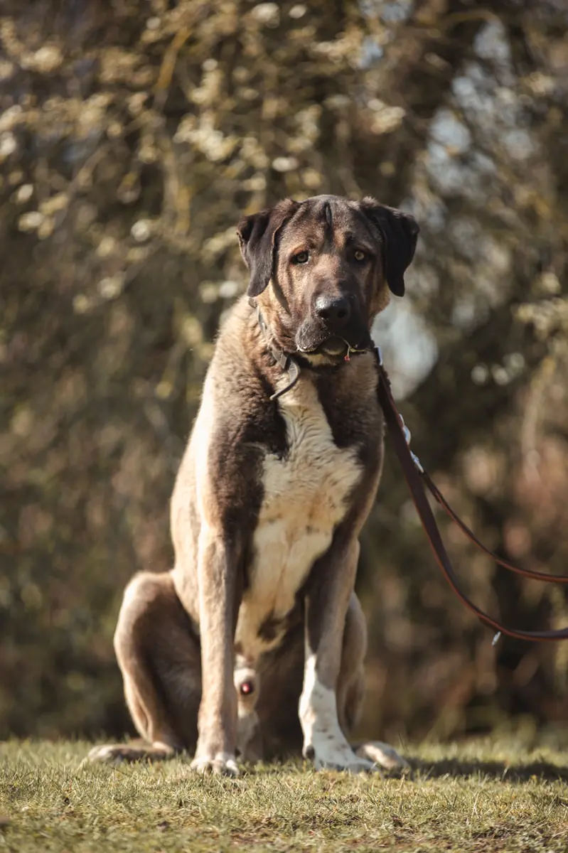 Ates - Kangal-Hirtenhund - Bild 6