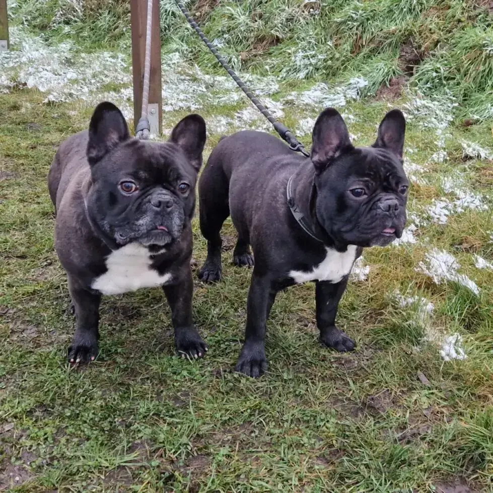 Kuma und Thor - Französische Bulldogge - Bild 2