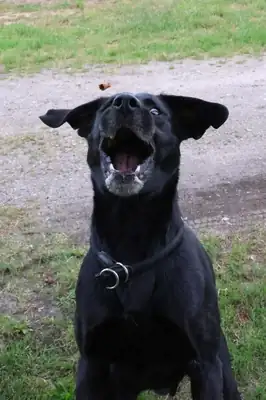 Mailo – Labrador Retriever – Bild 7