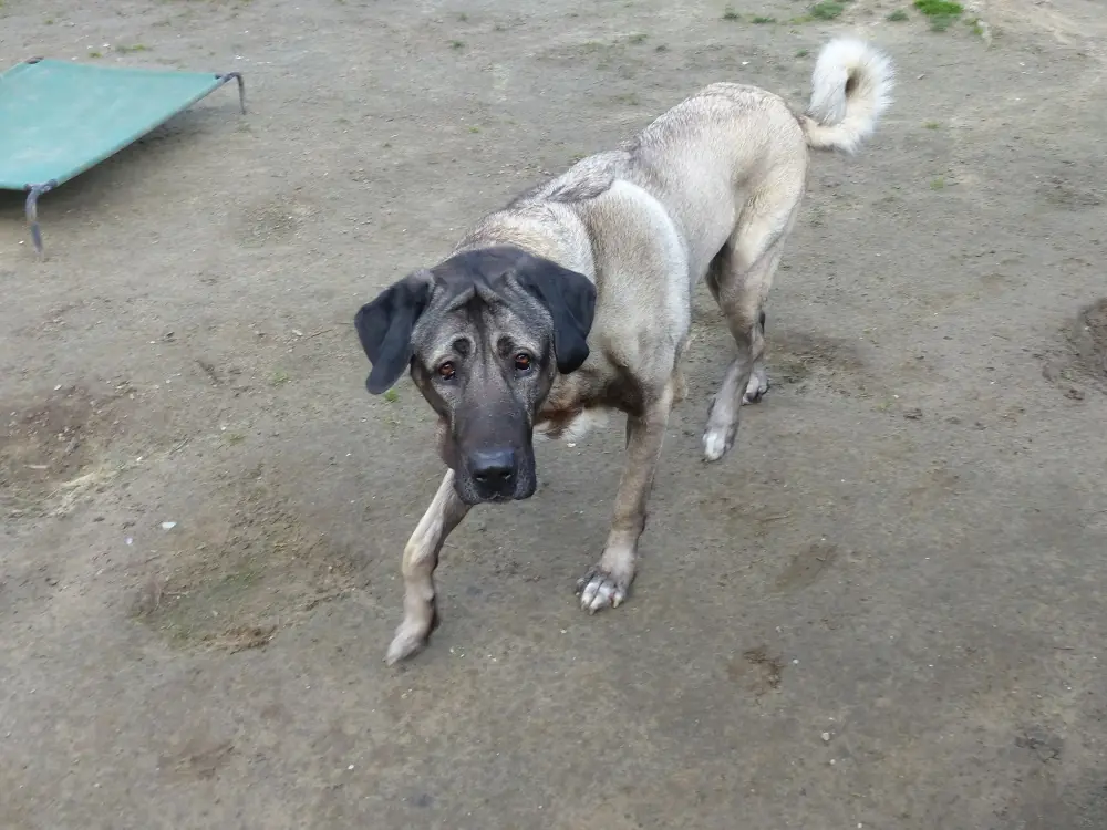 Pascha - Kangal-Hirtenhund - Bild 2