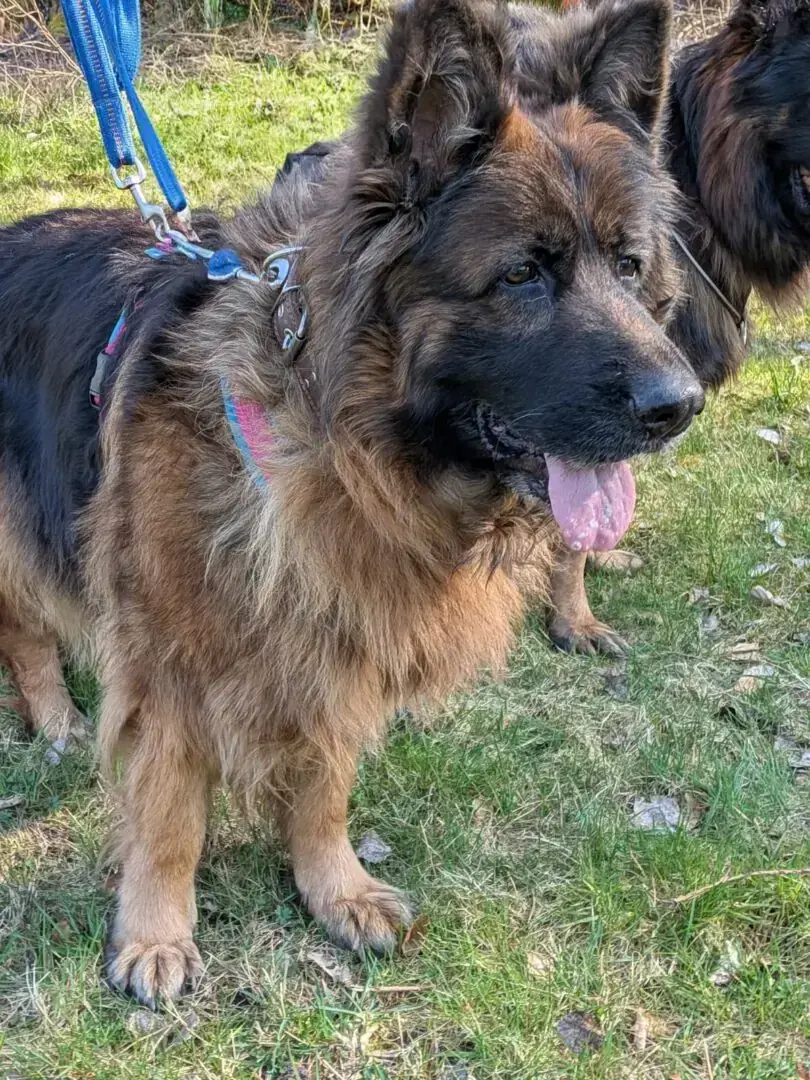 Rina – Deutscher Schäferhund – Bild 2