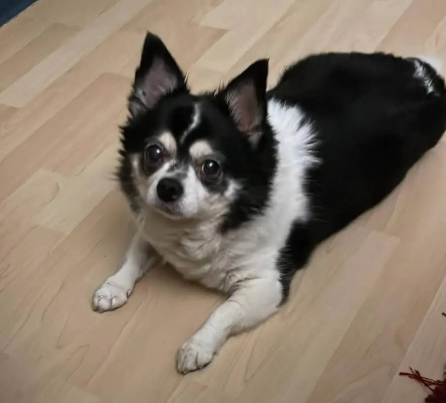 Peanut -  - Bild 1