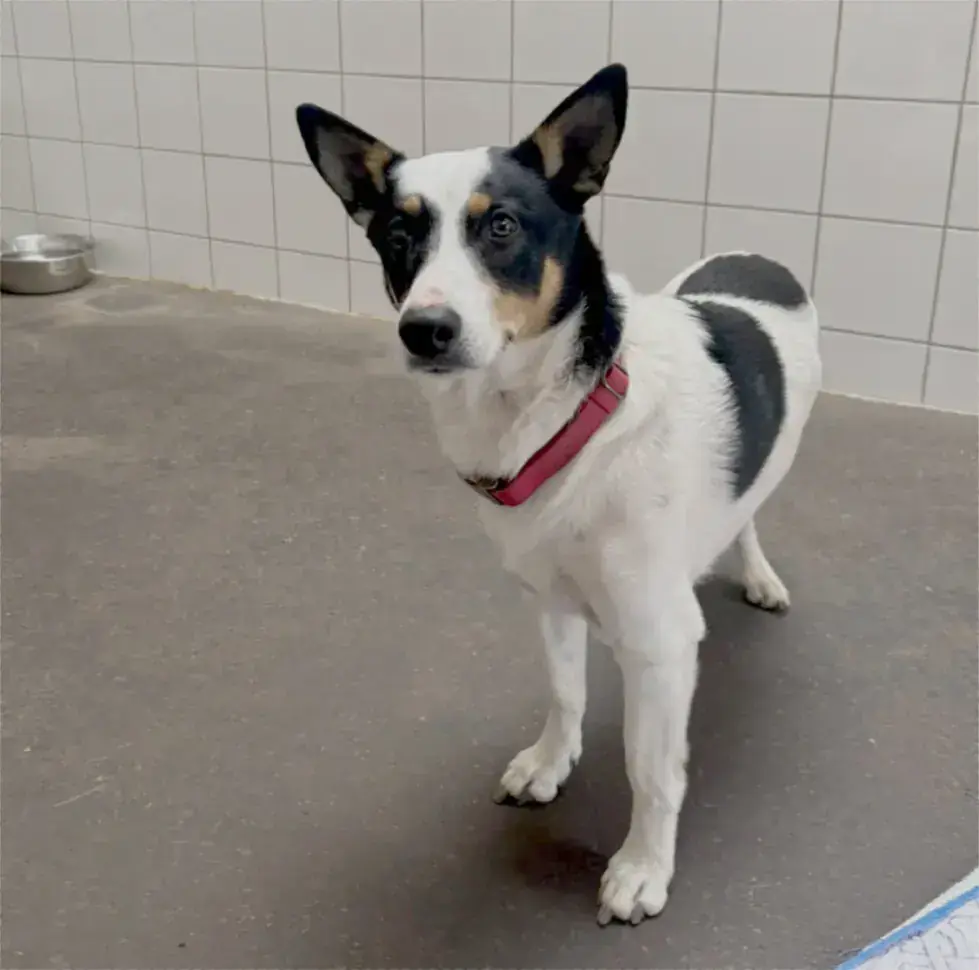 Charly - Jack Russell Terrier - Bild 1