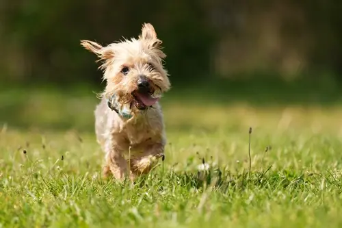 Yorkshire Terrier Felix