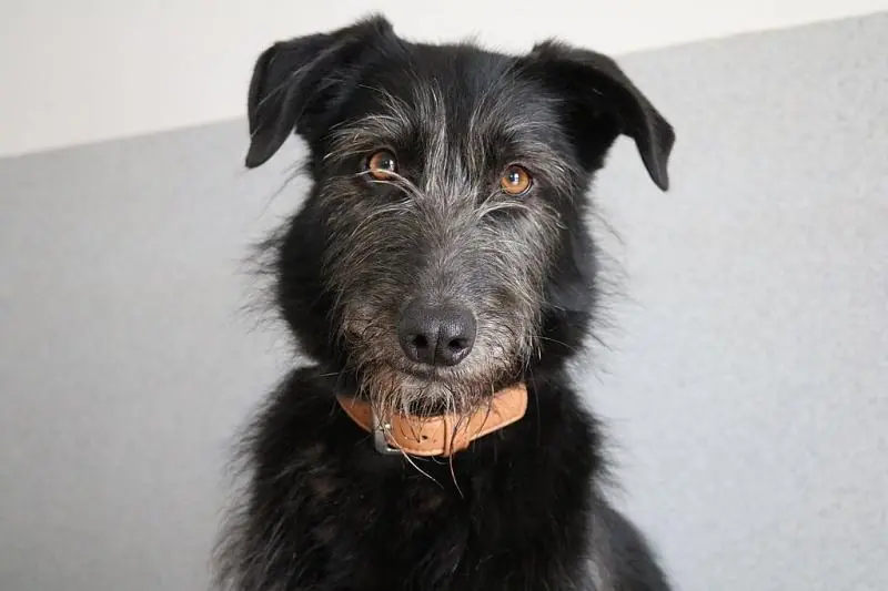 Tinka -  - Bild 2