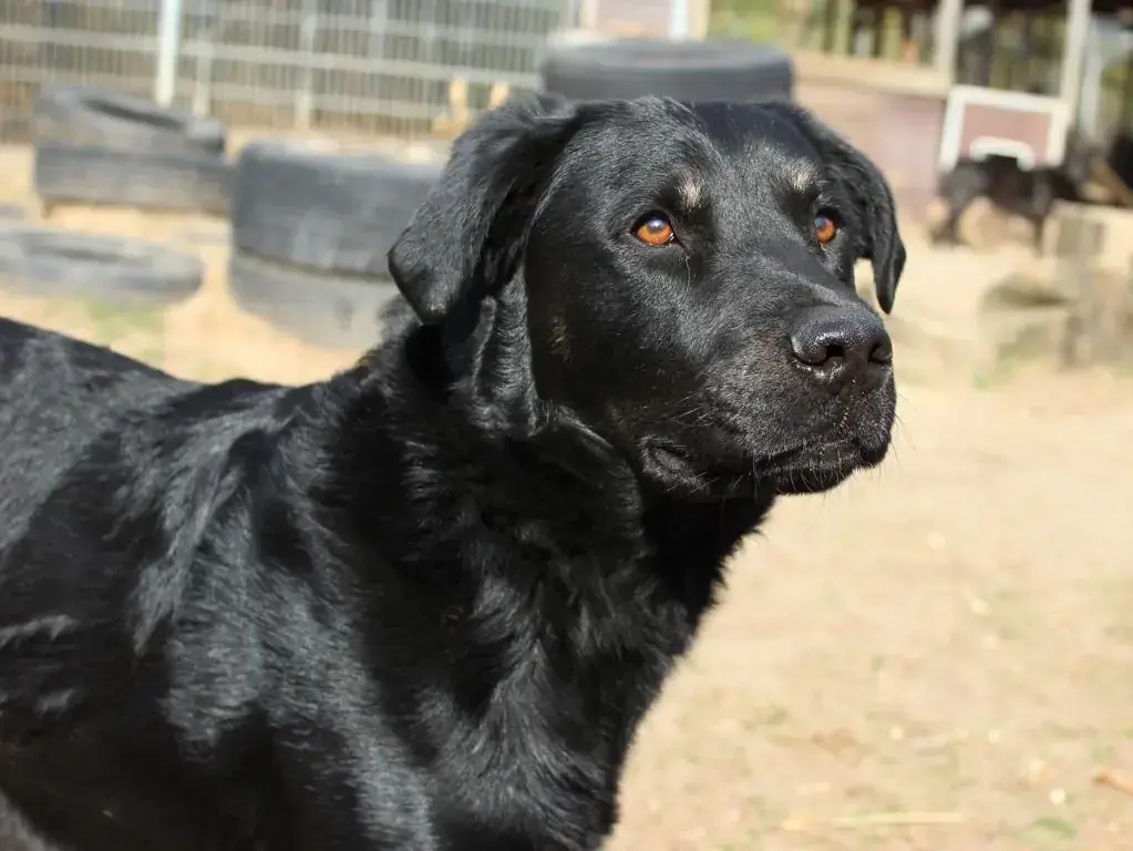 Nase - Deutscher Schäferhund - Bild 1