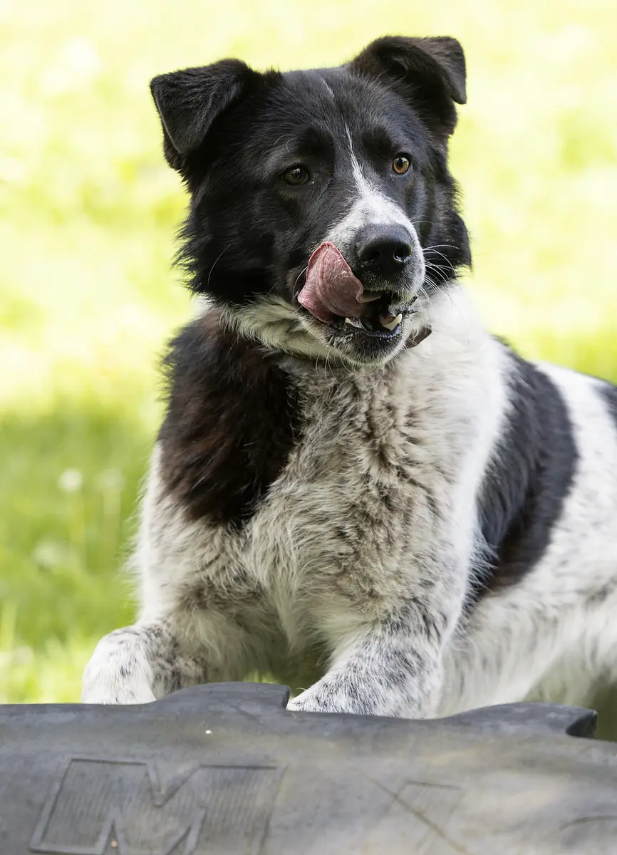 Dieter -  - Bild 6