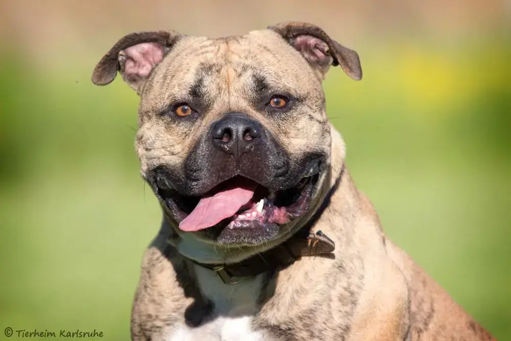 Boomer -  - Bild 4