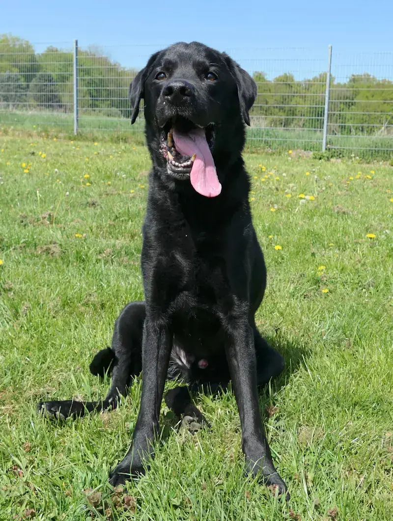 Jupp - Labrador Retriever - Bild 3