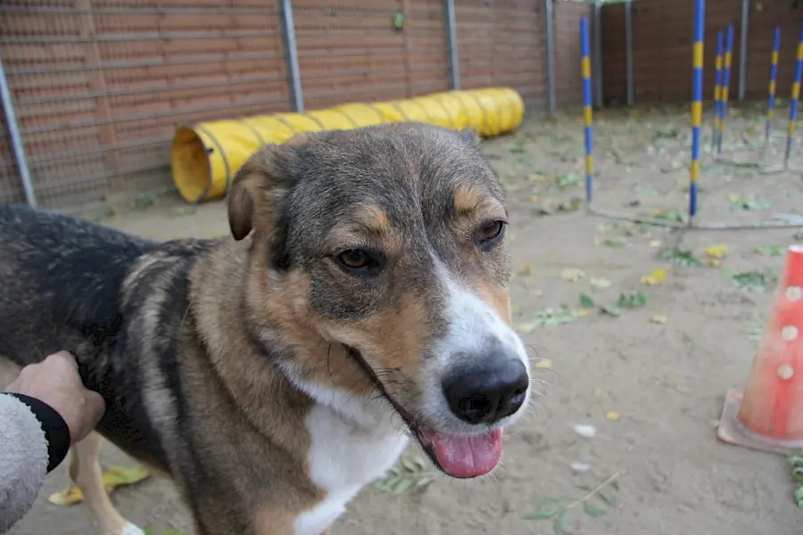 Amy - Deutscher Schäferhund - Bild 13