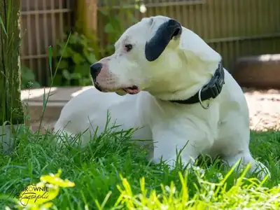 Hades – Dogo Argentino – Bild 6