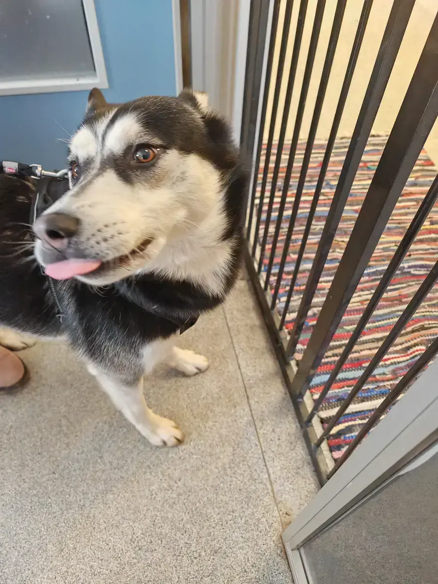 Husky - Siberian Husky - Bild 10