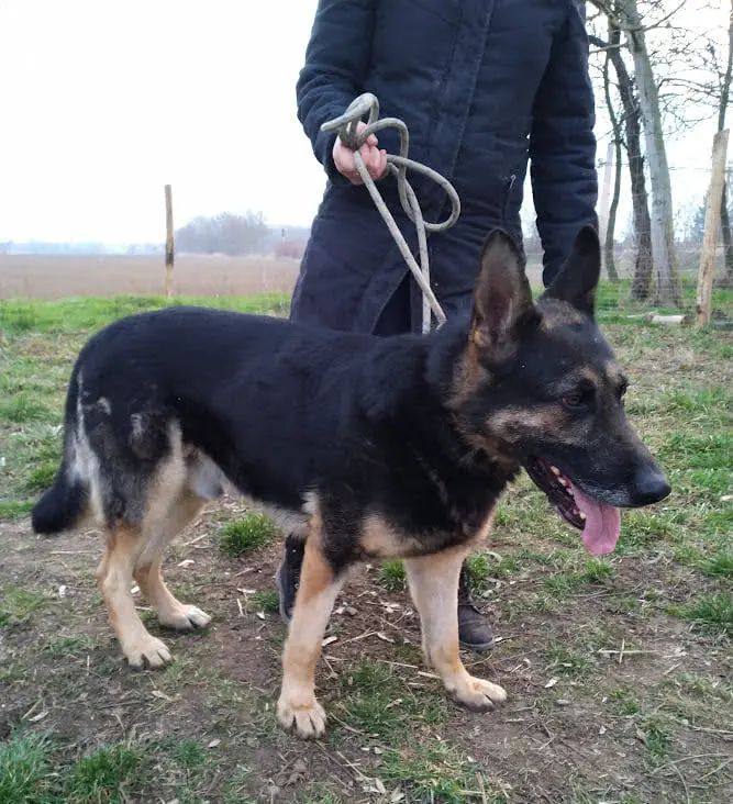 Boris - Deutscher Schäferhund - Bild 3