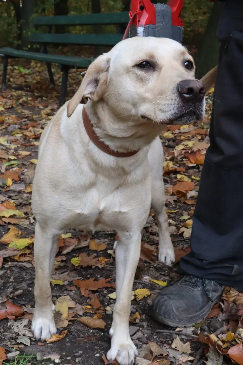 Lina - Labrador Retriever - Bild 7