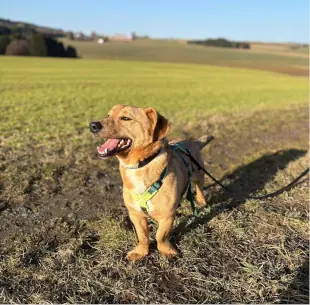 Bilbo -  - Bild 3