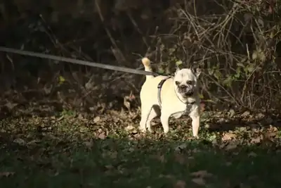 Bobby – Mops – Bild 2