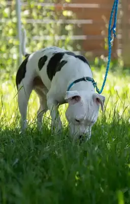 Apollo – American Staffordshire Terrier – Bild 19