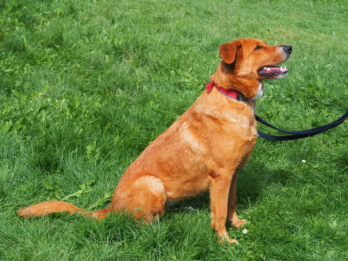 Sandy -  - Bild 5