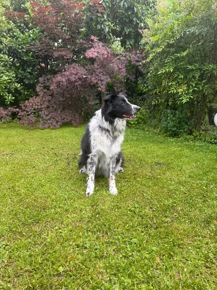 Rey - Border Collie - Bild 5