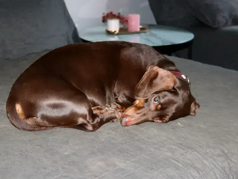 Rudi – Dackel – Bild 13