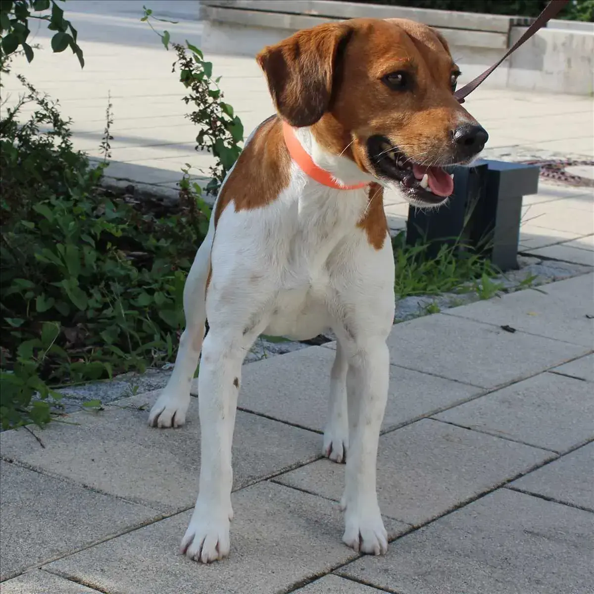 Beagle-Mix Jack