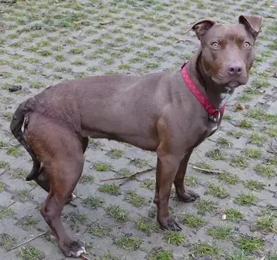 Heidi – Hund – Bild 2