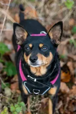 Sissi -  - Bild 1