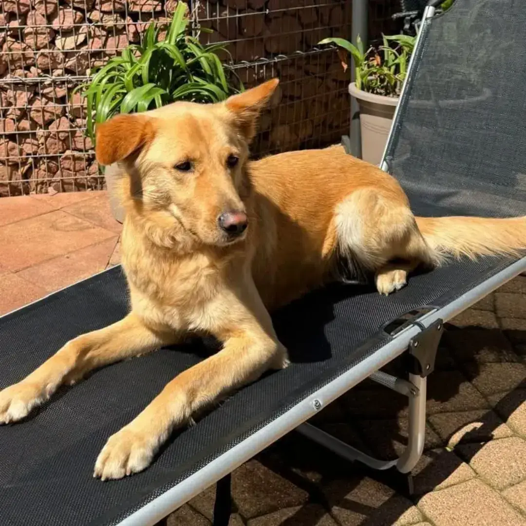 Gino -  - Bild 1