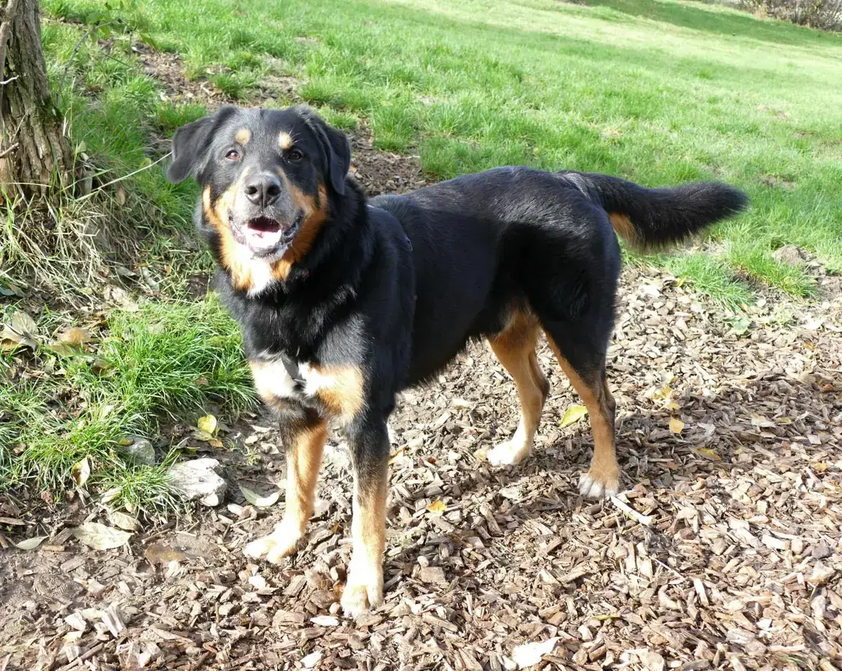 Nero -  - Bild 5