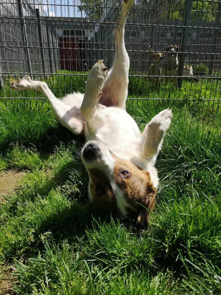 Jack -  - Bild 2