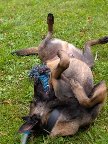 Lando -  - Bild 2