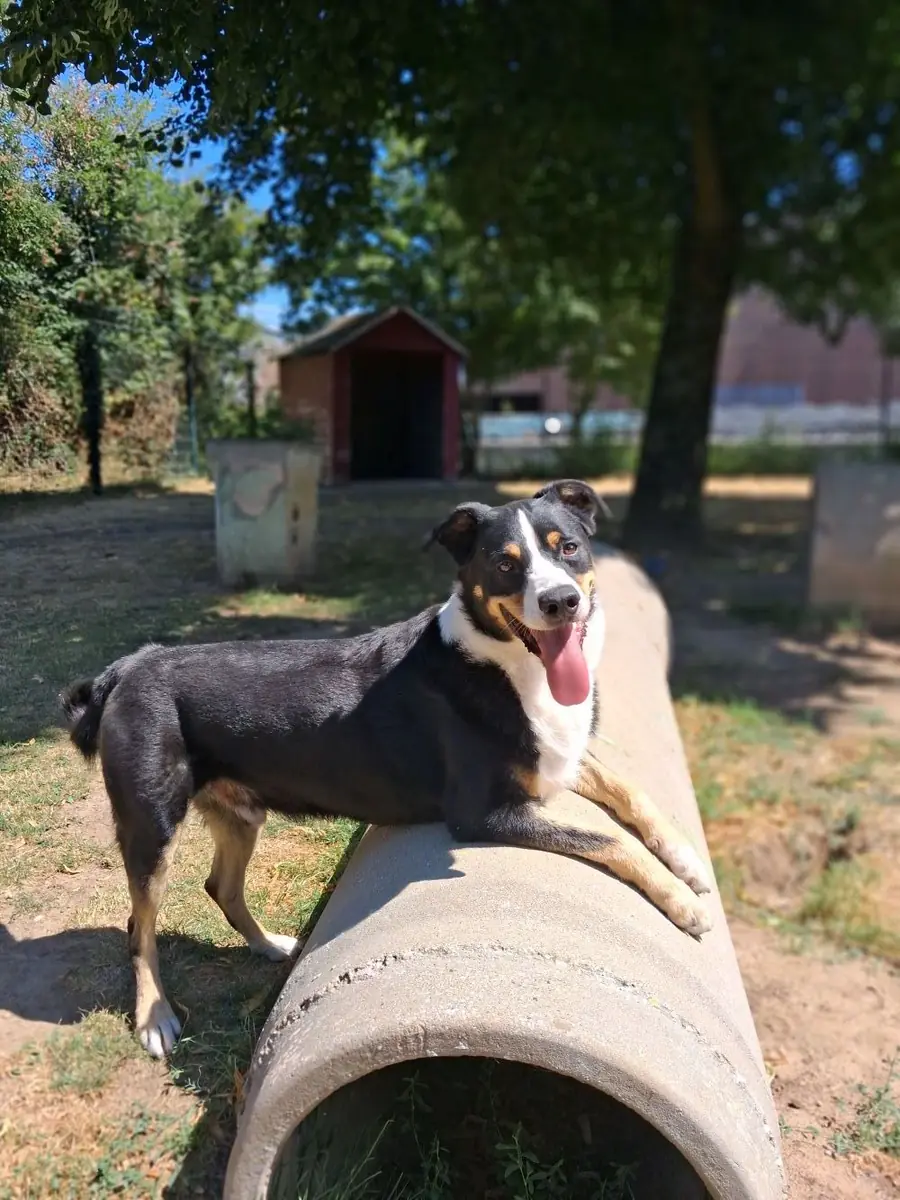 Balu -  - Bild 1