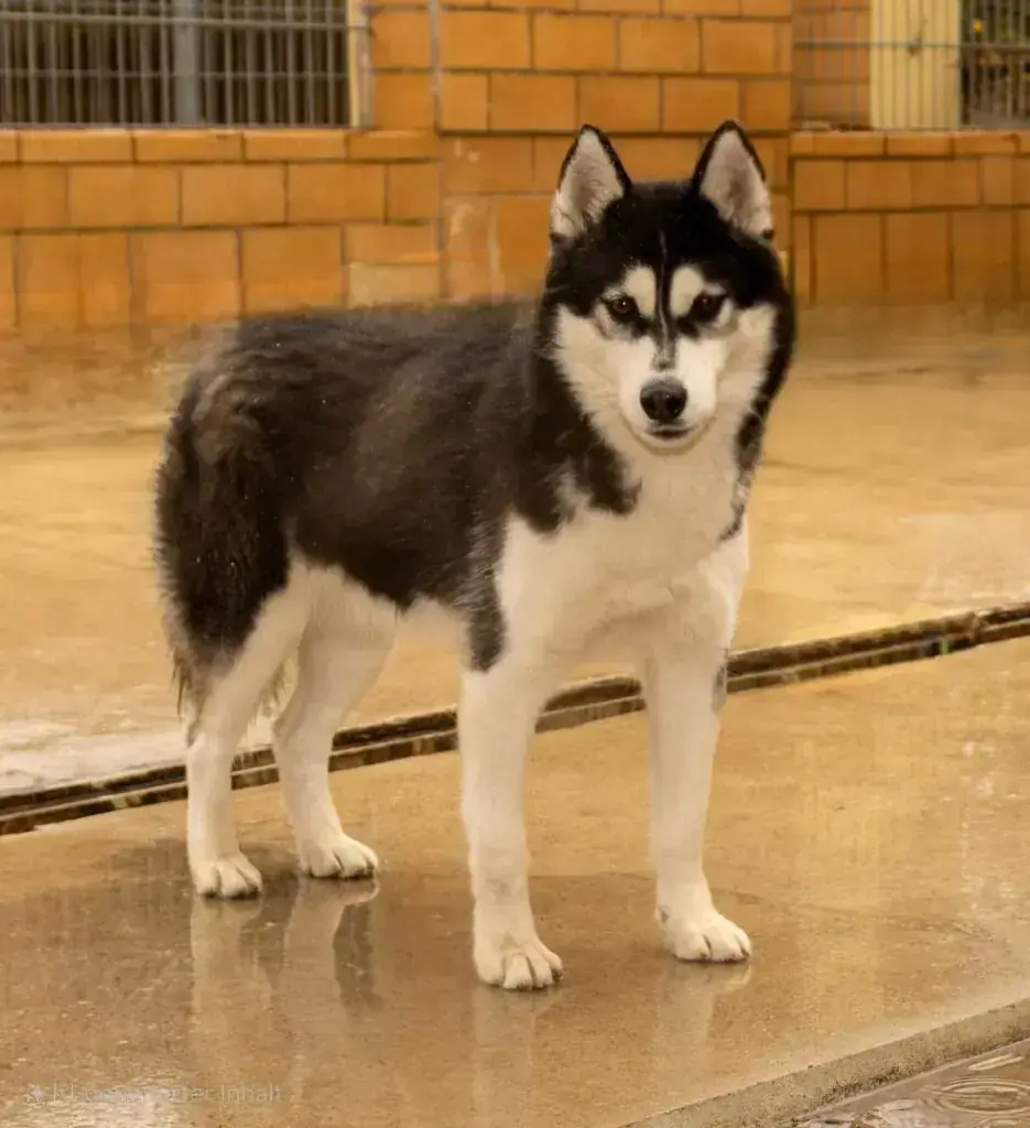 Tanuki – Siberian Husky – Bild 2