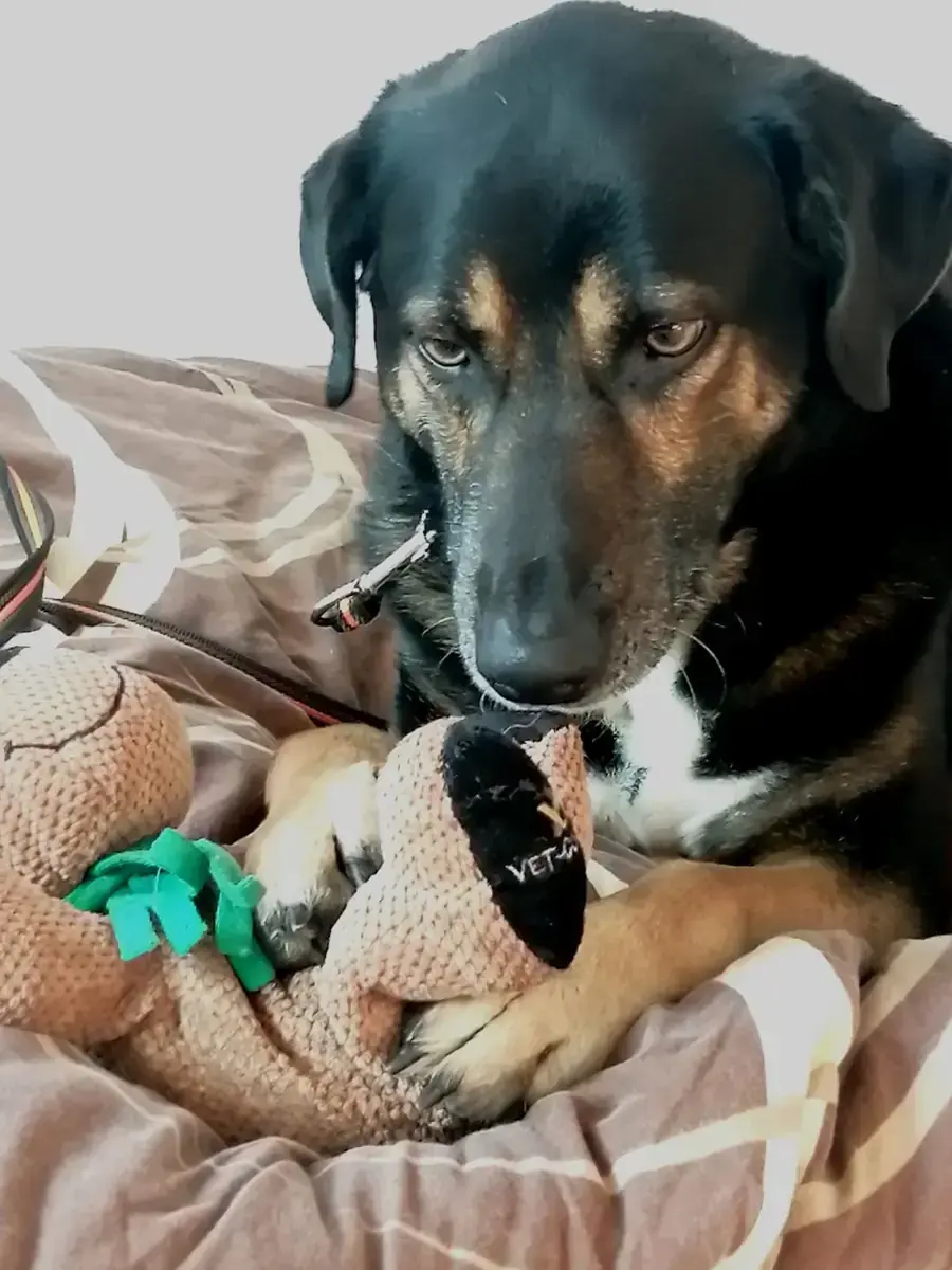 Timmy -  - Bild 4