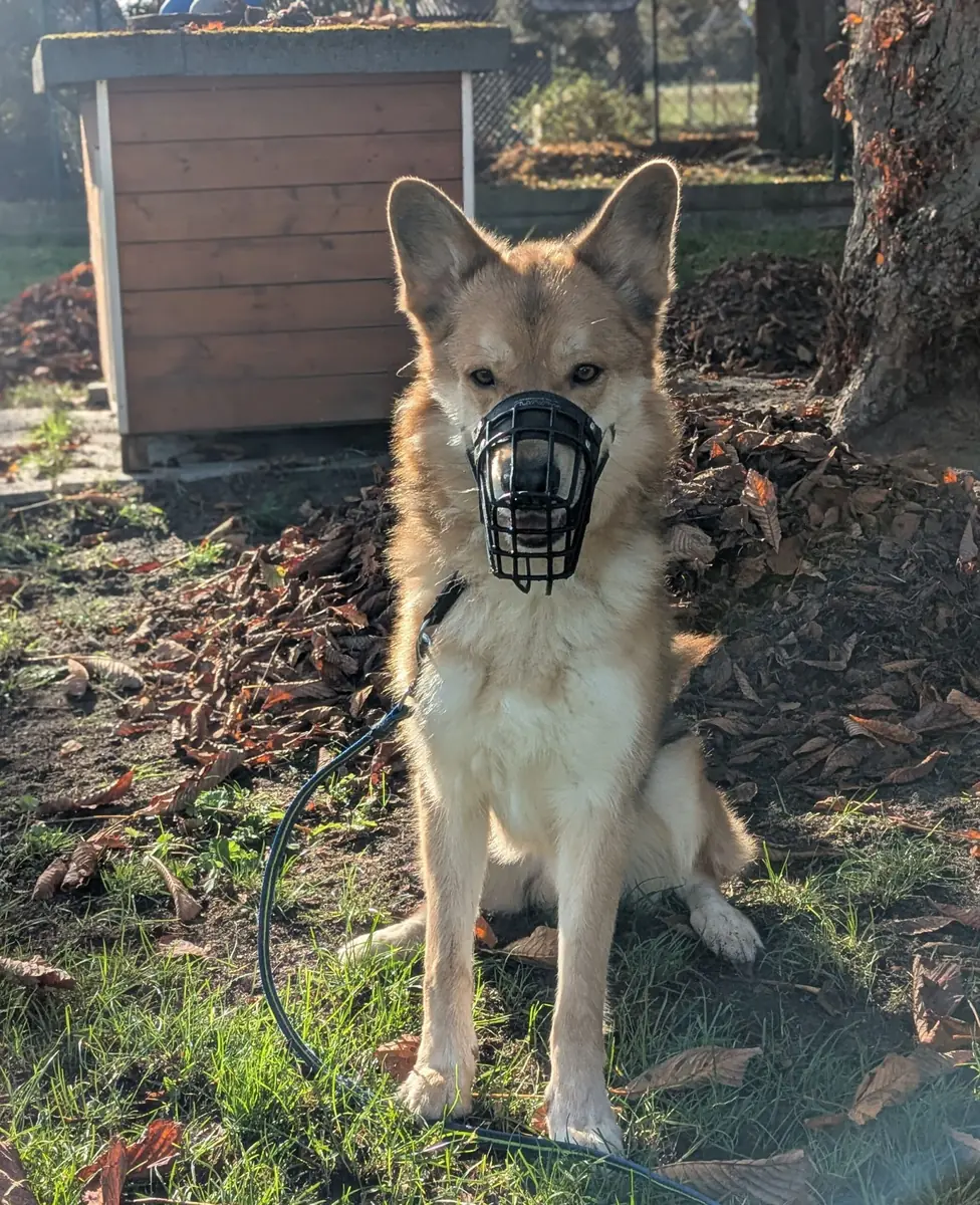 Kenma - Deutscher Schäferhund, Siberian Husky - Bild 5