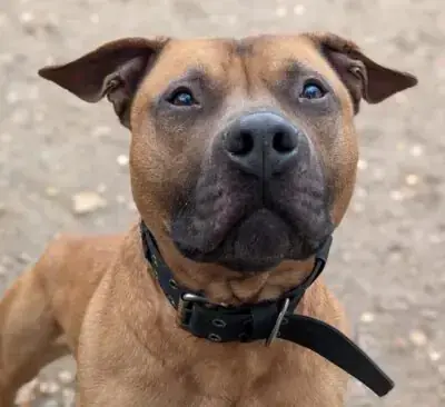 Staffordshire Bullterrier-Mix Chico